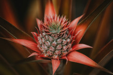 Hawaiian Pineapple Plant