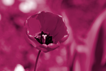 Wall Mural - Beautiful tulip on a sunny summer day in the garden close-up. Natural background pink color toned