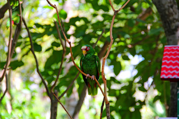 Poster - Bird