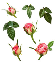 Set Of Pink Rose Buds And Green Leaves