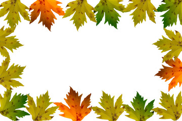 Wall Mural - autumn leaves isolated on white background