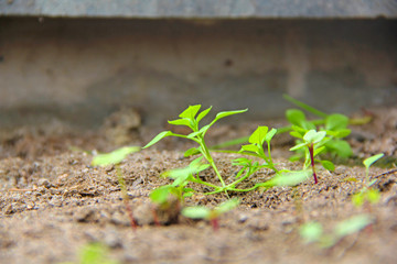 Canvas Print - Plants