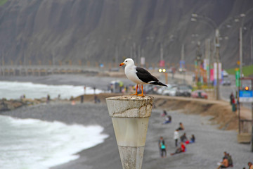 Canvas Print - seagull