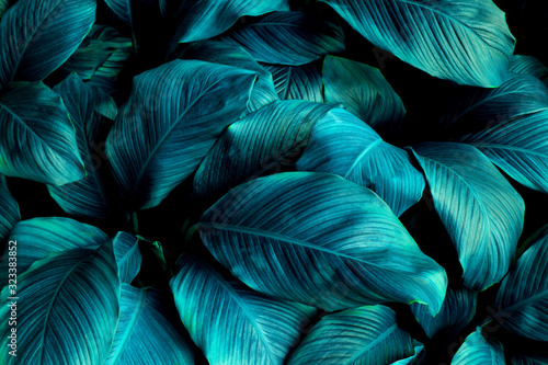 Photographie leaves of Spathiphyllum cannifolium, abstract green texture, nature background,
