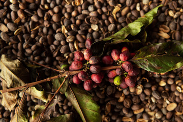 Coffee fruit and coffee beans 