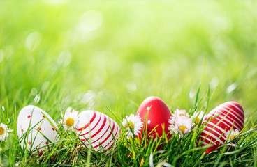 Poster - easter eggs in grass and flowers background