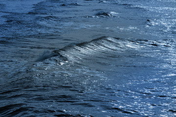 Wall Mural - Baltic sea surface in tranquil day.