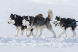 Fototapeta Psy - A pack of siberian huskies and malamuts participating in the dog sled racing contest, Tusnad, Romania