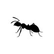 ant insect