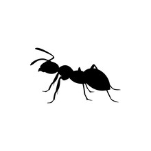 Ant Insect