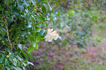 Wall Mural - Flower