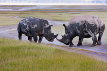 Two Rhinos Fight In The Savannah