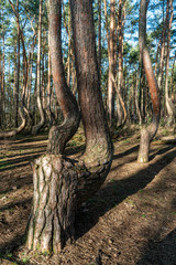 Wall Mural - The crooked forest Krzywy Las in Poland