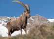 The king of Alps mountains in winter (Capra ibex)