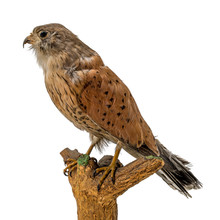 Stuffed Kestrel Sitting On A Branch Isolated On White