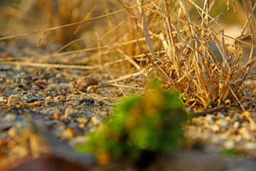 Canvas Print - Nature