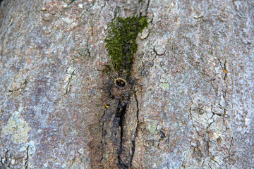 Poster - bark of a tree