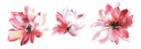 Fototapeta Kwiaty - Flowers watercolor illustration.Manual composition.Big Set watercolor elements.