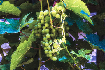 grapes on the vine