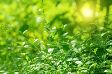 Wall Mural - fresh green leaves in the sunlight. spring nature background. selective focus.