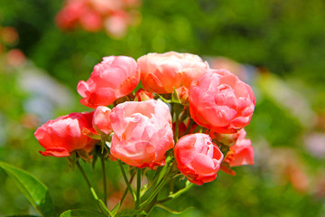 Wall Mural - Flowers