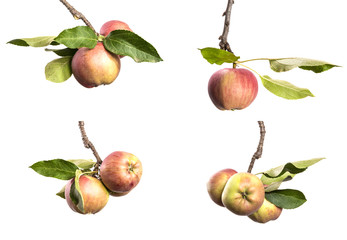 apple tree branch with fruits isolate. ripe apple on a branch close-up on an isolated white backgrou