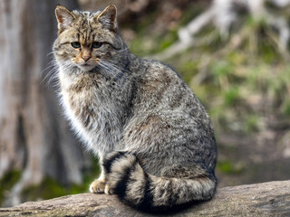 Wall Mural - European wild cat, Felis s. Silvestris, sitting on a trunk watching the surroundings