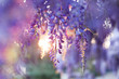 Wisteria flowers blooming in garden. Beautiful lilac, purple and violet trellis blossom at sunset. Spring park.