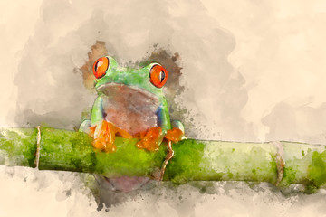 Digital watercolor painting of red eyed tree Boophis Luteus frog with blurred green background