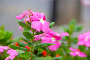 Wall Mural - Flower