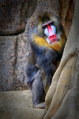 Wall Mural - The mandrill (Mandrillus sphinx) is a primate of the Old World monkey (Cercopithecidae) family. It is one of two species assigned to the genus Mandrillus, along with the drill