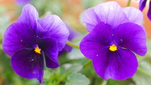 Close Up Of Two Purple And Yellow Pansy Flowers