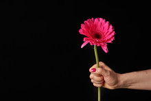 Hand Holding Pink Gerber Daisy Isolated On Black Background