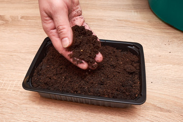 A female hand covers the planted seeds with earth in a box on a table in the house.