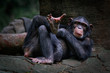 The chimpanzee (Pan troglodytes), also known as the common chimpanzee, robust chimpanzee, or simply 