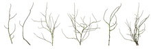 Dried Mossy Tree Branches Collection Isolated On The White Background.