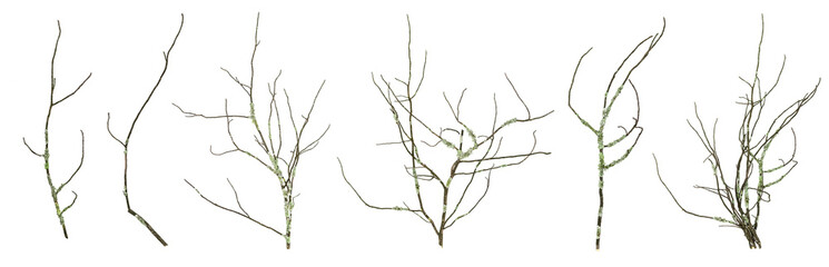 dried mossy tree branches collection isolated on the white background.