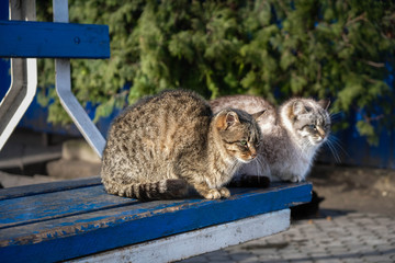 Two stray cats sitting on a blue wooden bench at a bus stop in Ukraine. The cat is basking in the sun.