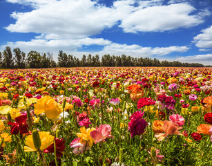 The buttercups/ ranunculus