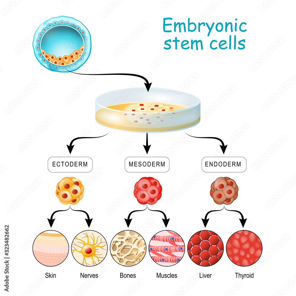 Unipotent From Totipotent to Pluripotent, Multipotent, and Unipotent cell ...