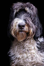 Bernese Mountain Dog Standard Poodle Mix First Degree Tri Tone Fur Coat
