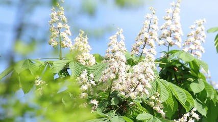 Wall Mural - spring blossoming chestnut tree flowers. aesculus hippocastanum blossom of horse-chestnut tree, sunn