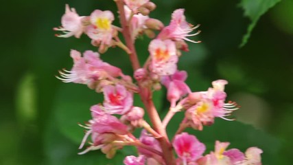 Wall Mural - beautiful pink chestnut blossom, sunny day, light breeze. spring background. slow motion video, dyna