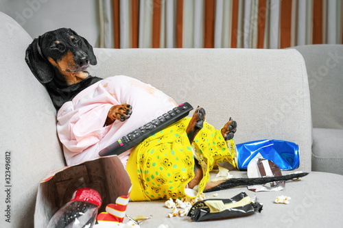 Fotomural fat dog couch potato eating a popcorn, chocolate, fast food and fell asleep watching television