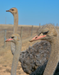 Three ostriches looking sideways at camera