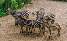 Big Group Of Grant's Zebras Together, Tropical Horse Specie From Africa