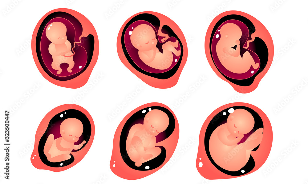 Stages of embryo development in womb vector illustration Stock Vector ...
