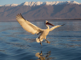 Canvas Print - Dalmatian pelican, Pelecanus crispus