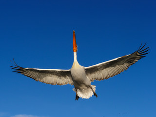 Canvas Print - Dalmatian pelican, Pelecanus crispus