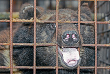 Bear In Captivity Sits In A Cage
